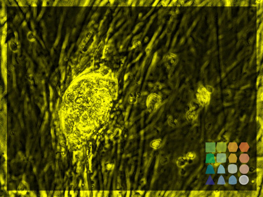 Human Stem Cell Growth